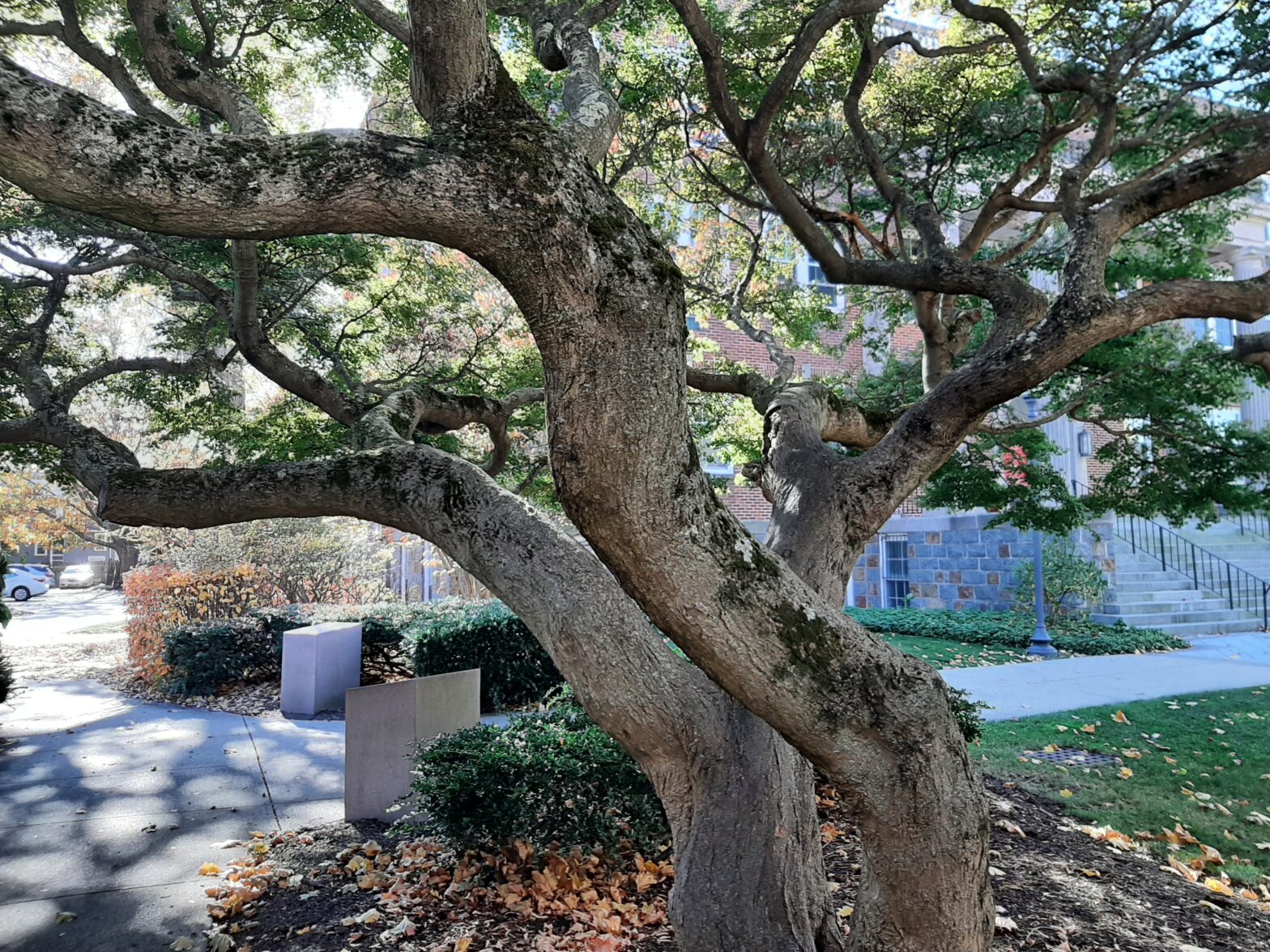 A large, old tree with twisting branches in a garden.