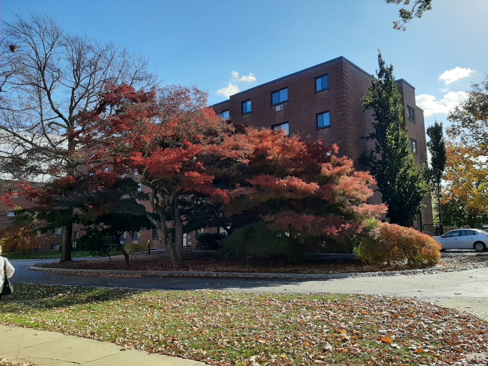A vibrant tree with red leaves in front of a brick building under a clear blue sky.