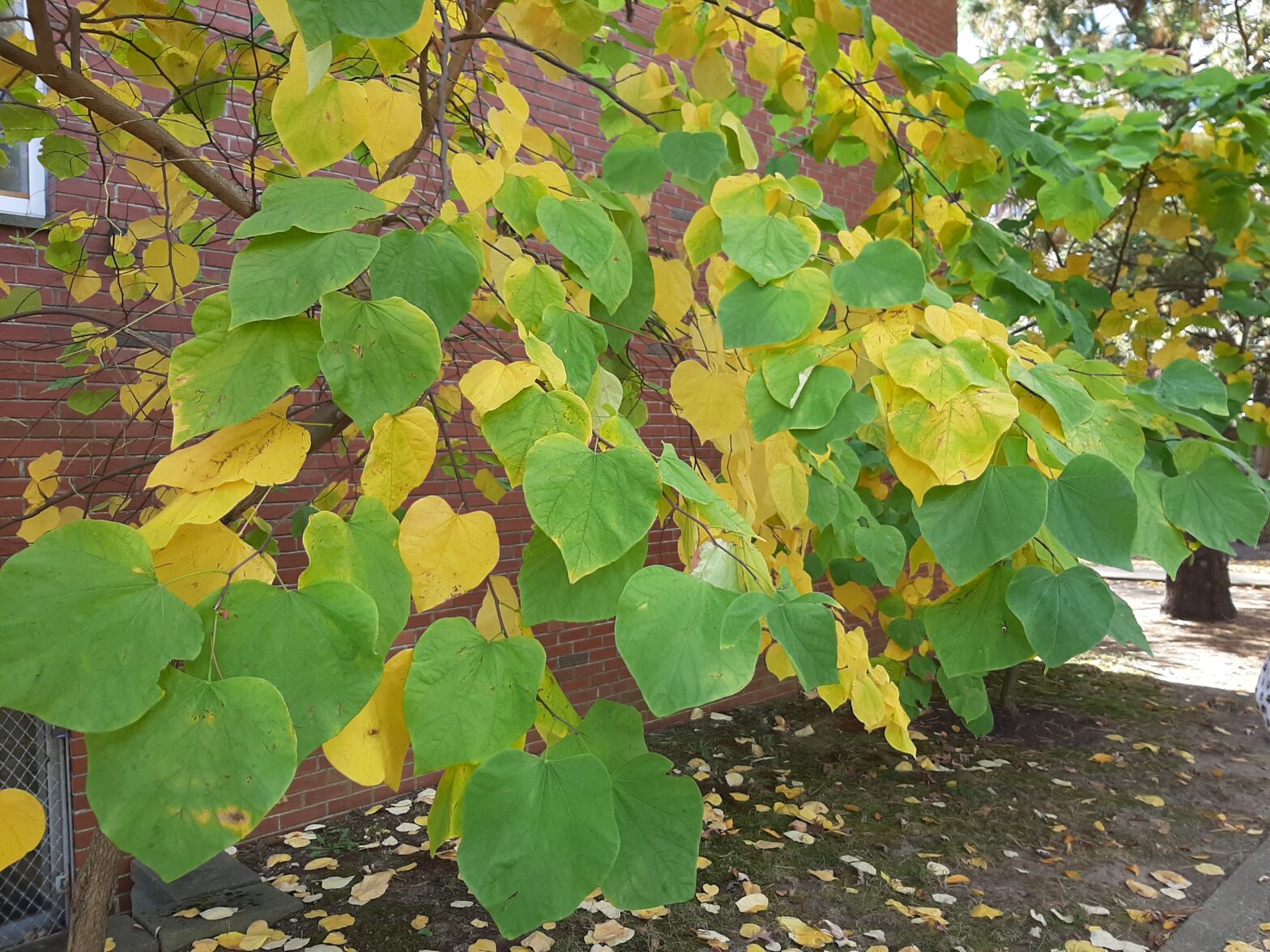 Green and yellow heart-shaped leaves on a tree branch.