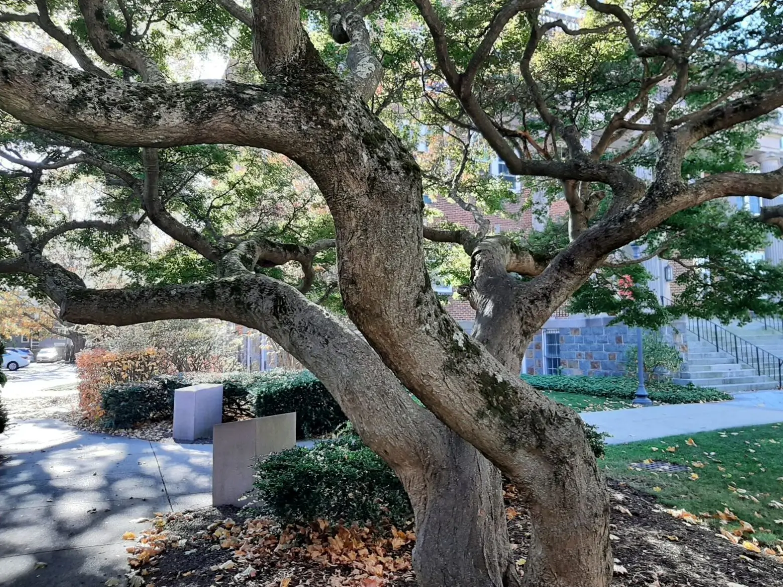 A large, old tree with twisting branches in a garden.
